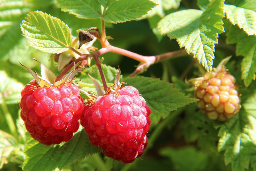 Platzhalterbild Himbeeren-05
